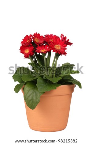 Daisy Pot