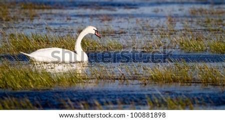 Rare Mute Swan in Bosque del Apache National Wildlife Refuge