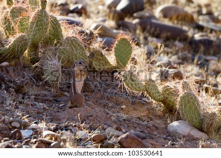 White-tailed Antelope Squirrel lives amid rocks and cacti at Lee\'s Ferry, near the junction of the Paria and Colorado Rivers