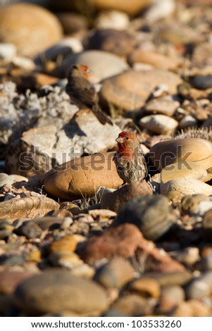 Two male House Finches eat seed on a rocky hillside