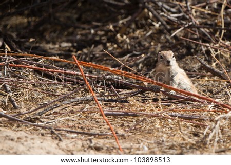 Female White-tailed Antelope Squirrel inspects the photographer