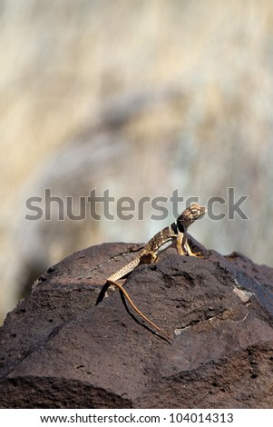 Desert Collared Lizard basking on a rock in Snow Canyon State Park near St. George, Utah