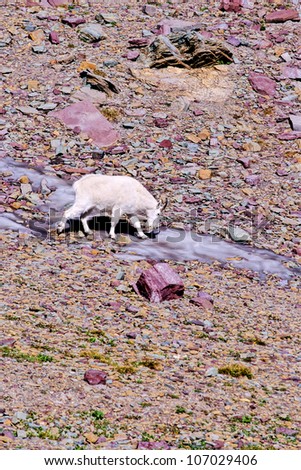 Mountain Goat on the last remains of a melting glacier at Glacier National Park in Montana