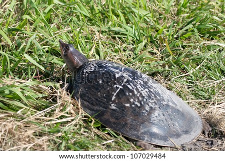 Female Florida Softshell Turtle after laying her eggs in the soft sand near a pond
