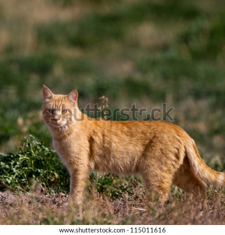 This cat pursued several wild birds in the marsh.