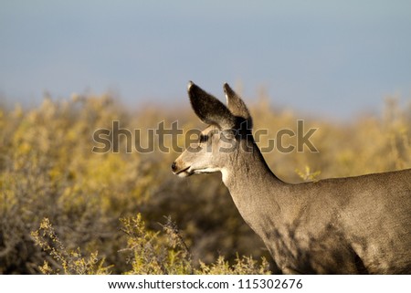 Profile portrait of a Mule Deer in fall