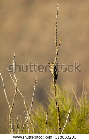 Male Gila Woodpecker on an Ocotillo cactus in winter