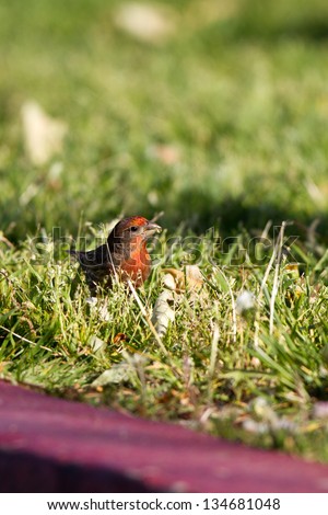 Male House Finch eats weed seed in Bonelli Regional Park near Los Angeles, California