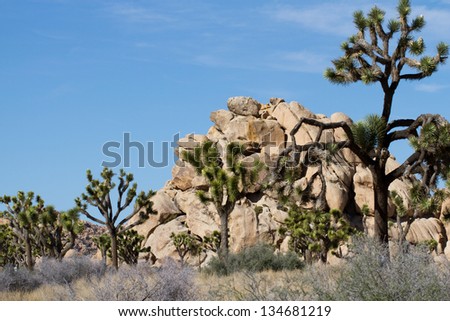 A forest of Joshua Trees grows near a pile of rocks in Joshua Tree National Park in California\'s Mojave Desert