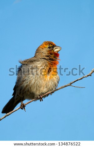 Male House Finch sings to defend his territory in spring