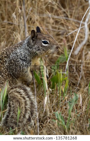 Close-up, full-body profile view of a California Ground Squirrel