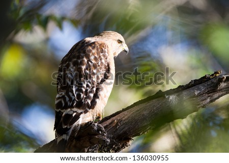 Close profile portrait of a Red-tailed Hawk near the Kern River in Sequoia National Forest in California
