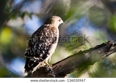 Close profile portrait of a Red-tailed Hawk near the Kern River in Sequoia National Forest in California