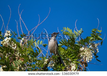 Western Scrub Jay in a white-flowering tree near the Kern River in Sequoia National Forest in California