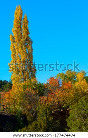 A tall tree and bright autumn foliage on Upper Canyon Road in Santa Fe, New Mexico