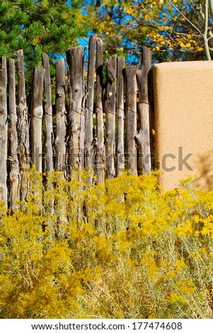 Yellow flowers bloom in autumn on Chamisa beside an adobe wall and coyote fence in Santa Fe, New Mexico