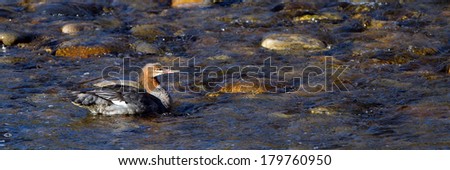 Common Merganser in winter plumage swims in Idaho\'s Salmon River