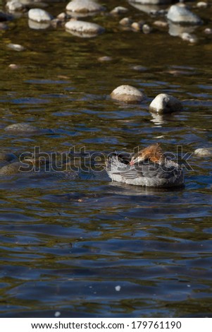 Common Merganser in winter plumage preens in Idaho\'s Salmon River