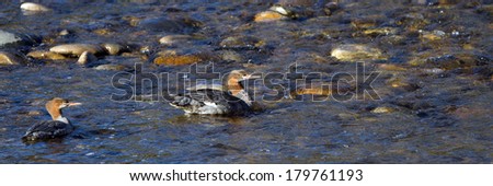 Two Common Mergansers in winter plumage swim in Idaho\'s Salmon River