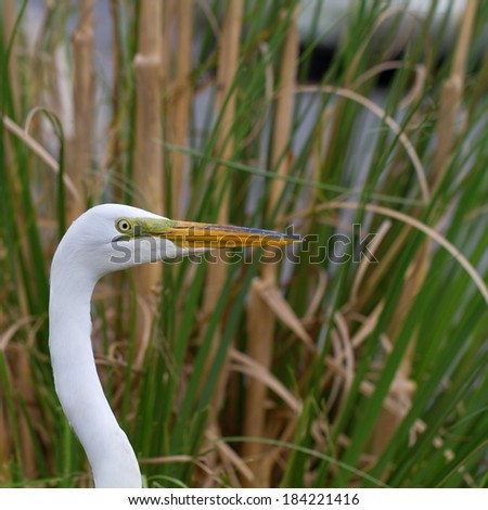 Profile portrait of a male Great Egret in breeding plumage