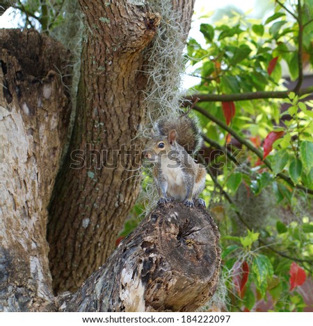 Eastern Gray Squirrel in an old tree with Spanish moss in Homosassa, Florida