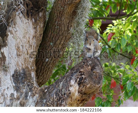 Eastern Gray Squirrel in an old tree with Spanish moss in Homosassa, Florida