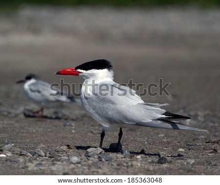 Caspian Tern on Louisiana\'s Gulf Coast
