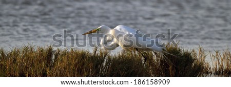 Great Egret in breeding plumage hunts at sunset in Merritt Island National Wildlife Refuge in Florida