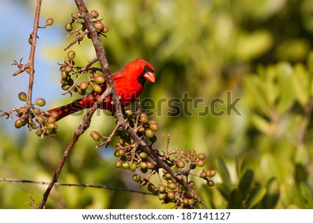 Male Northern Cardinal in Ding Darling National Wildlife Refuge in Florida