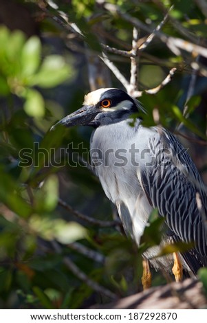Adult Yellow-crowned Night Heron in the mangroves at dawn in Ding Darling National Wildlife Refuge in Florida