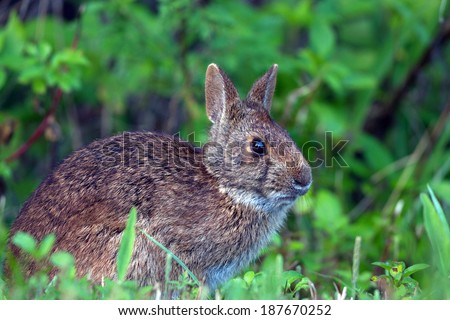 Marsh Rabbit at dawn in Ding Darling National Wildlife Refuge in Florida
