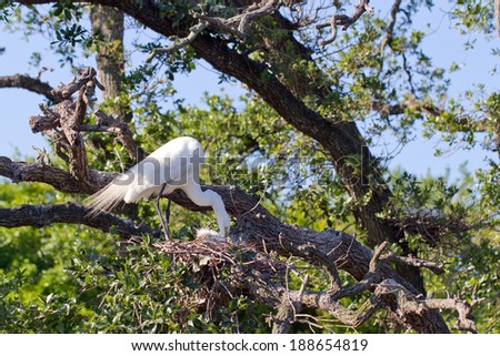 Mother Great Egret tends to her newly hatched chick in the nest