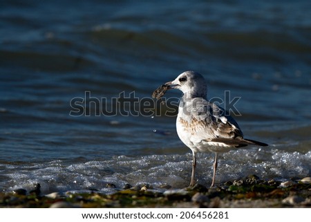 Immature, second-winter Ring-billed Gull has caught a meal on Florida\'s Atlantic Coast on Florida\'s Atlantic Coast