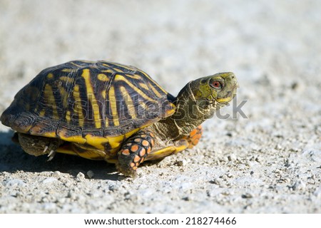 Ornate Box Turtle crosses a gravel road at Quivira National Wildlife Refuge in Kansas