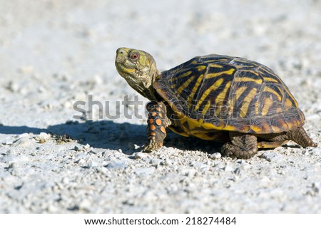 Ornate Box Turtle crosses a gravel road at Quivira National Wildlife Refuge in Kansas