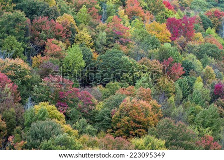 Autumn leaves on a hillside in Great Smoky Mountains National Park in Tennessee