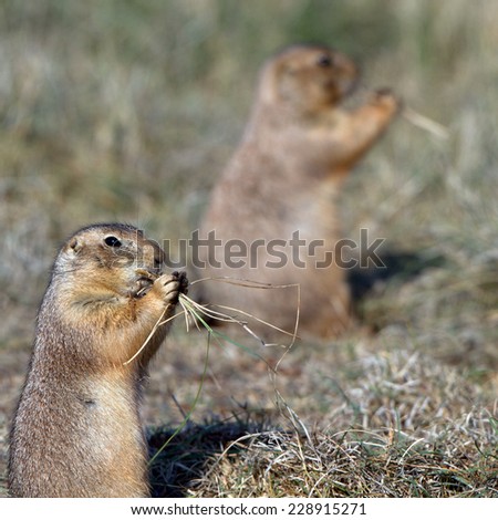 Two Black-tailed Prairie Dogs in West Texas