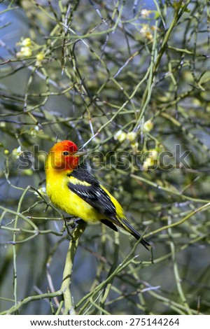 Male Western Tanager in breeding plumage amid Palo Verde flowers in southern Arizona