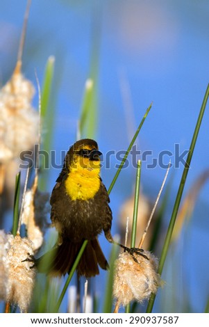 Male Yellow-headed Blackbird straddles two reeds in a Colorado marsh