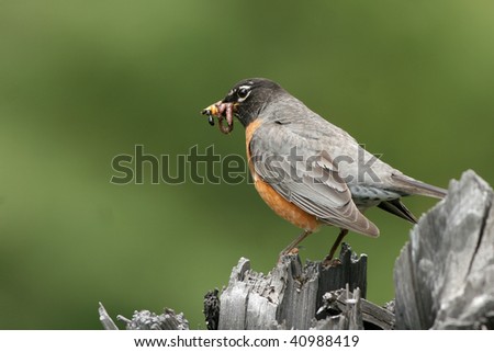 American Robin carrying worms, grubs and an ant