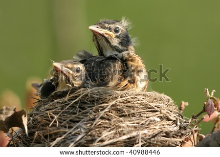 American Robin babies in nest