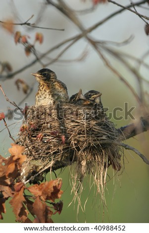 American Robin babies in nest