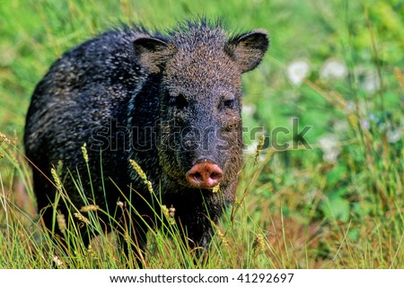 Javelina Clipart