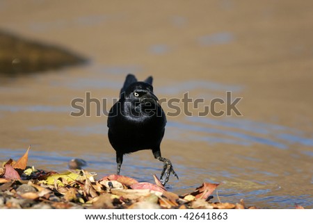 common grackle images. stock photo : Common Grackle