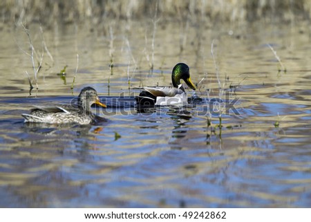 Mallard Ducks, mated pair swimming together