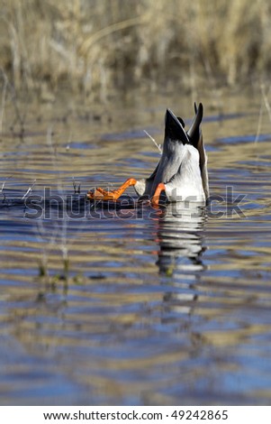 Mallard Duck, upside down as he dives for food