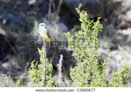 A Western Kingbird perches on a dead cactus, beside a New Mexico juniper