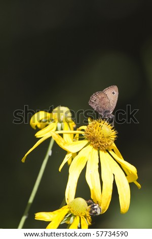 Great Basin Wood Nymph feeds on a composite sunflower