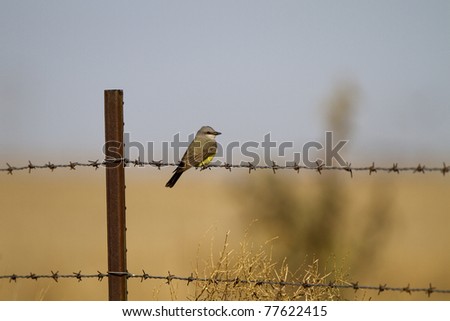Cassin\'s Kingbird on a barbed-wire fence in the Texas Panhandle