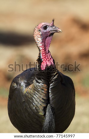 Profile portrait of a southwestern male Wild Turkey in breeding plumage